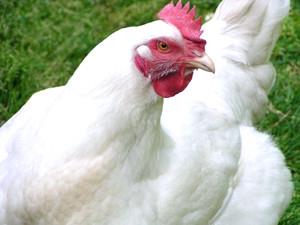 Уход за цыплятами в домашних условиях и кормление с первых дней