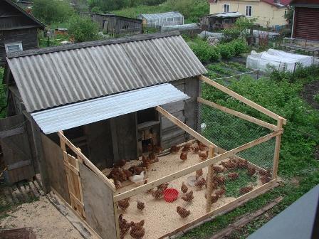 Бизнес на курицах в домашних условиях