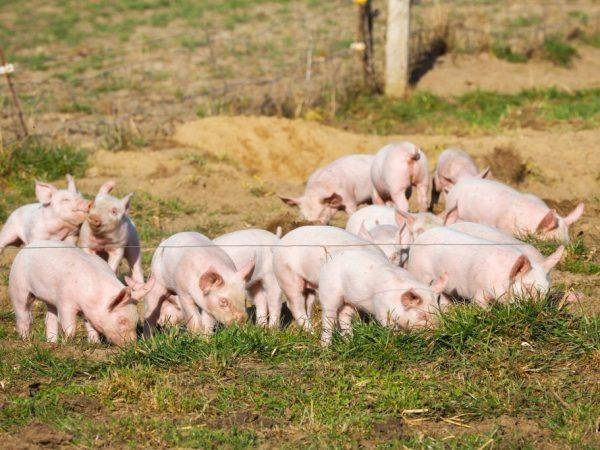 Бизнес на свиньях в домашних
