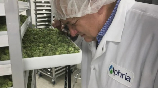 Акции Aphria подскочили на 21% после квартального отчета, акции конкурентов тоже выросли