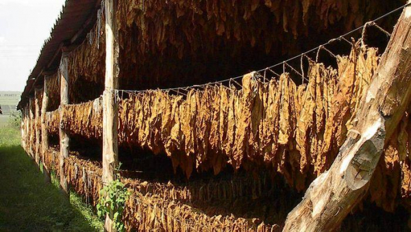 Выращивание табака как бизнес